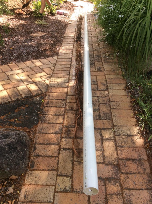 Huge Root Intrusions Removed From Drain
