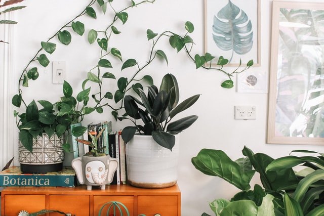 Indoor plants on shelf