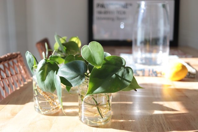 Indoor plants in sunlight