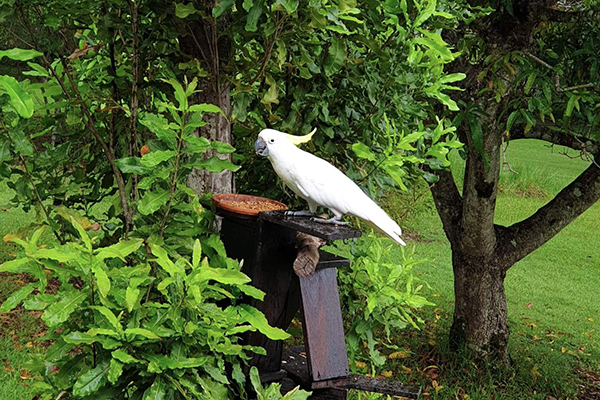 Bird feeder with cockatoo
