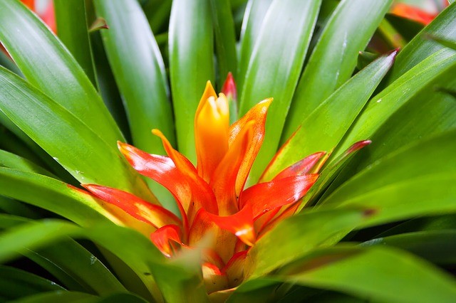 Bromeliad