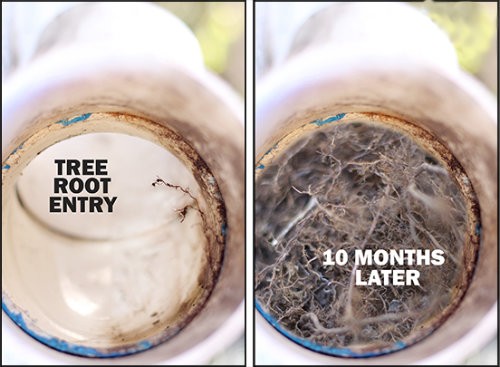 Progression of Root Intrusions