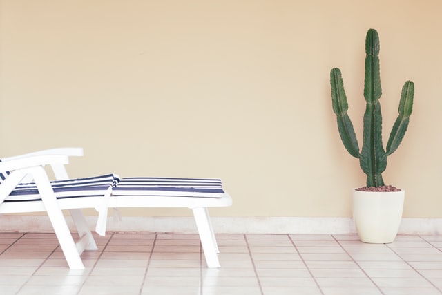 Pot plant cactus and sun lounge