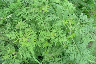 Ragweed Ragweed